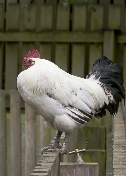 Weißer Hahn — Stockfoto