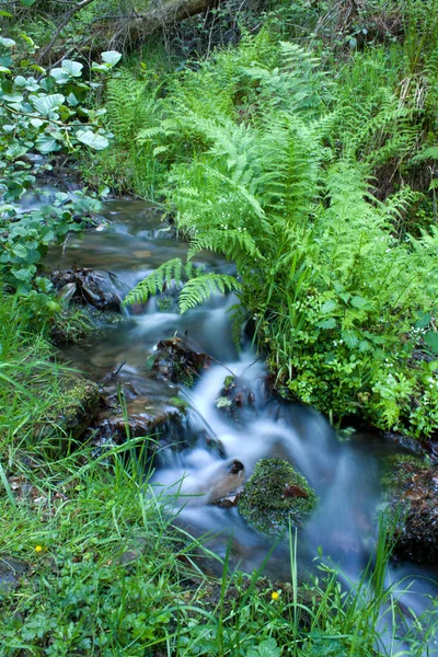 Fern arasındaki akışı — Stok fotoğraf