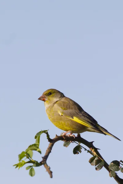 Groenling preched op tak — Stockfoto