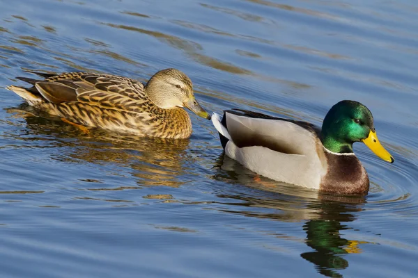 Ducks swimming on the lake — Stock Photo, Image