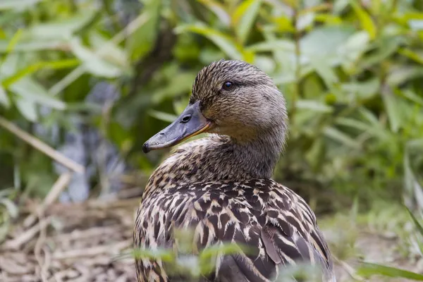 Mallard bebek — Stok Foto