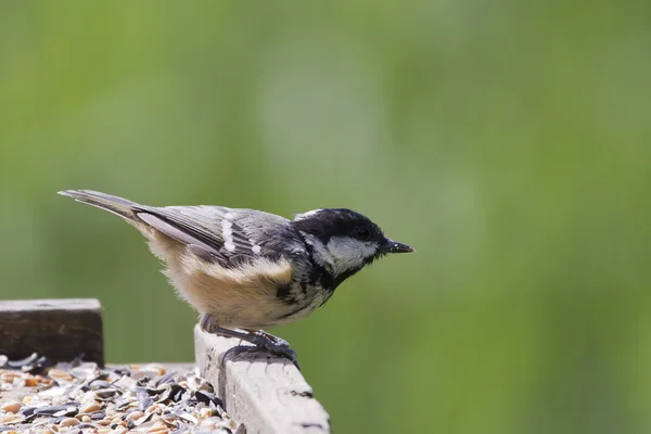 Hoja de carbón (Periparus ater ) — Foto de Stock