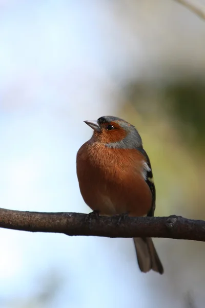 Pinzón (Fringilla coelebs ) — Foto de Stock