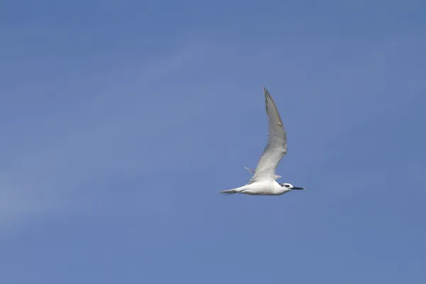 Sandwich Tern — Stock Photo, Image