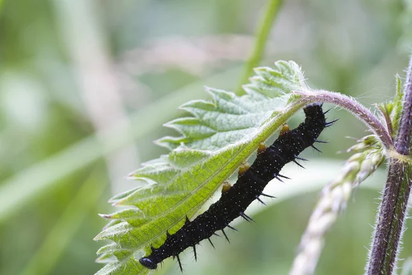 Caterpillar tavuskuşu kelebek — Stok fotoğraf
