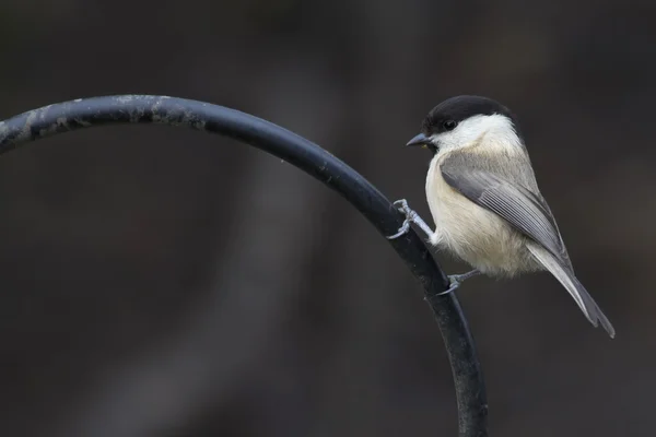 Carbón Tit —  Fotos de Stock