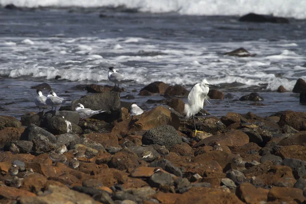 Little egret och smörgås tärnor — Stockfoto