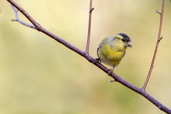 Sijs op tak — Stockfoto