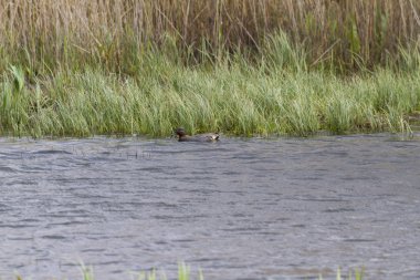 Deniz mavisi (Anas crecca)