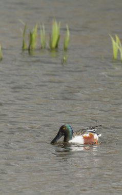 Shoveler (Anas clypeata)
