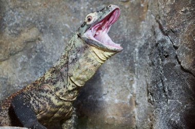 ağzı açık olan sürüngen