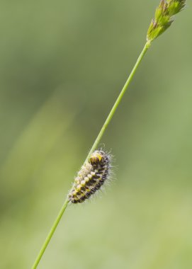 5-spot burnet tırtıl