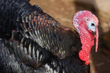 Türkiye (destek gallopavo)