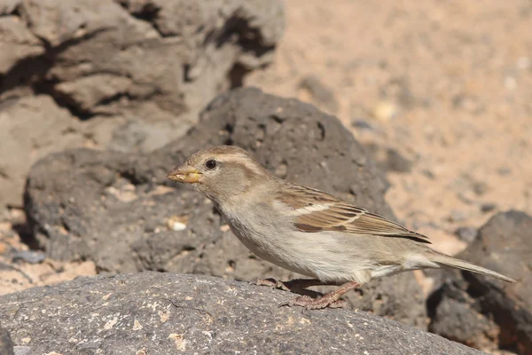 Sparrow, fuerteventura — Stock fotografie