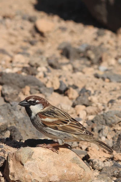 Sparrow  from Fuerteventura — Stock Photo, Image