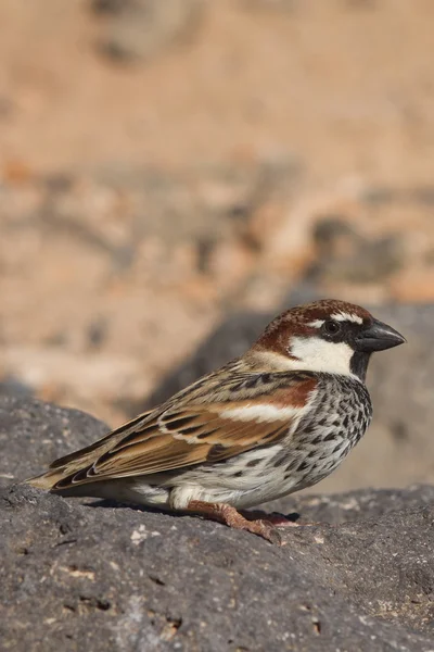 Bruant de Fuerteventura — Photo