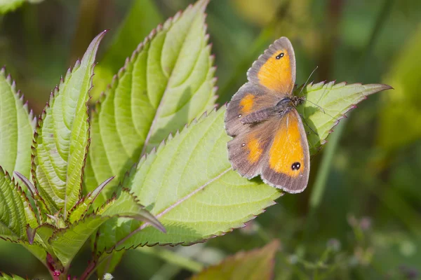 Gatekeeper fluture — Fotografie, imagine de stoc