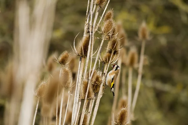 Goldfinch alimentação — Fotografia de Stock