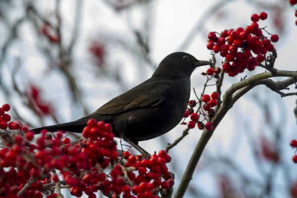 Blackbird, siedzący na gałęzi — Zdjęcie stockowe