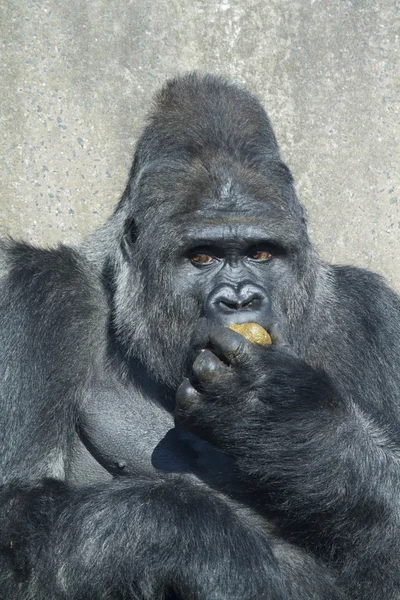 A big silverback  gorilla — Stock Photo, Image