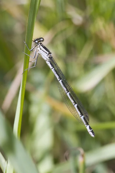 Damselfly σε χόρτο — Φωτογραφία Αρχείου