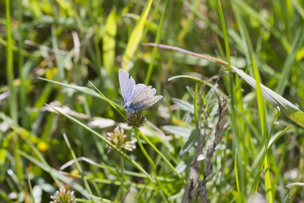 Sıradan mavi kelebek — Stok fotoğraf
