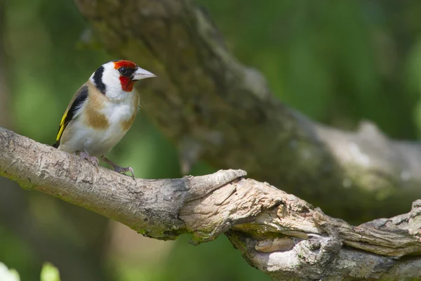 Belo Goldfinch — Fotografia de Stock