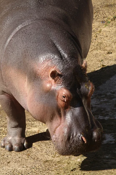 Ippopotamo dall'Africa — Foto Stock