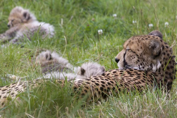 Cheetah con cuccioli — Foto Stock