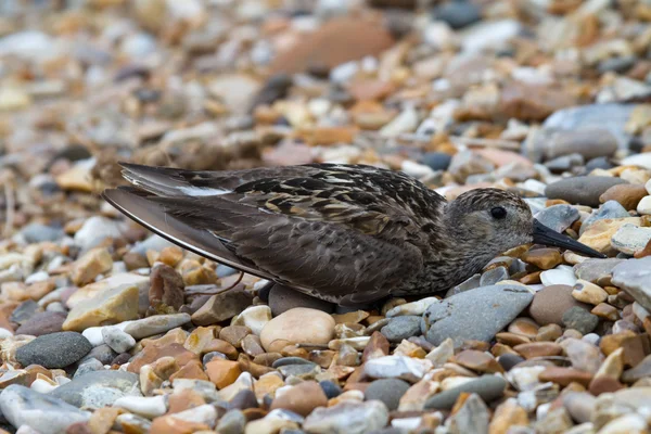 Kärrsnäppa (Calidris alpina) — Stockfoto