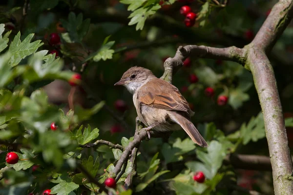 Weißkehlchen in einer Hecke — Stockfoto