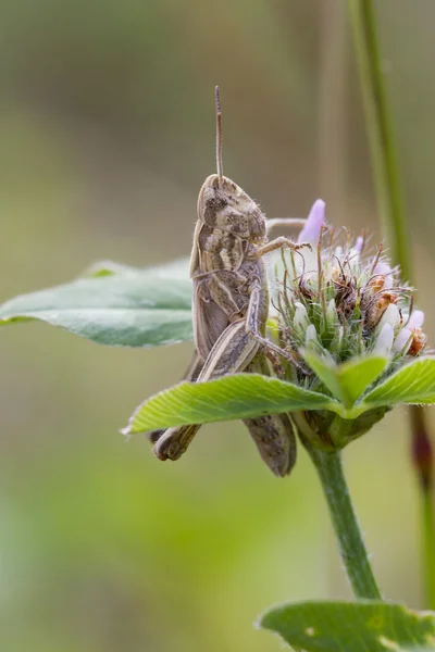 Grasshopper en tallo —  Fotos de Stock