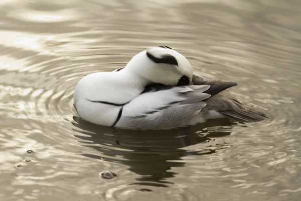 Nonnetje (vogel) op gras — Stockfoto