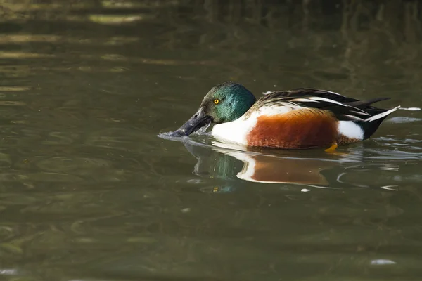 Shoveler (Anas clypeata) — Zdjęcie stockowe