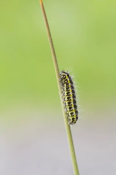 5-spot burnet larv — Stockfoto