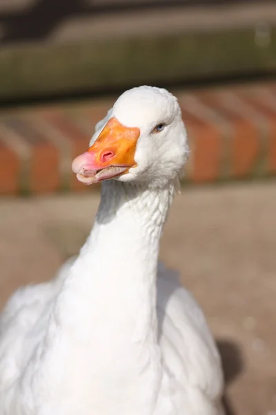 Deformed Goose — Stock Photo, Image