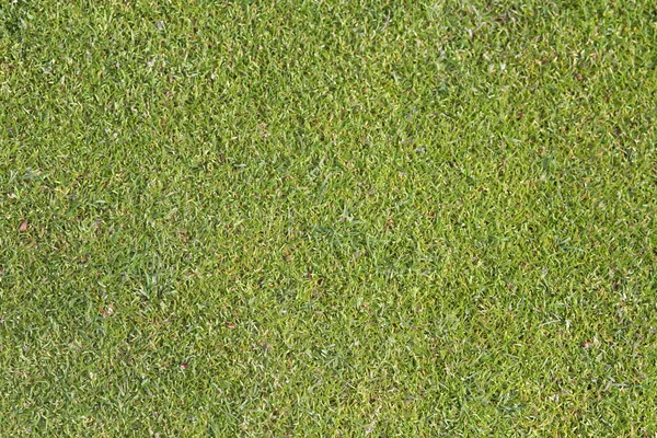 Gras golfbaan — Stockfoto