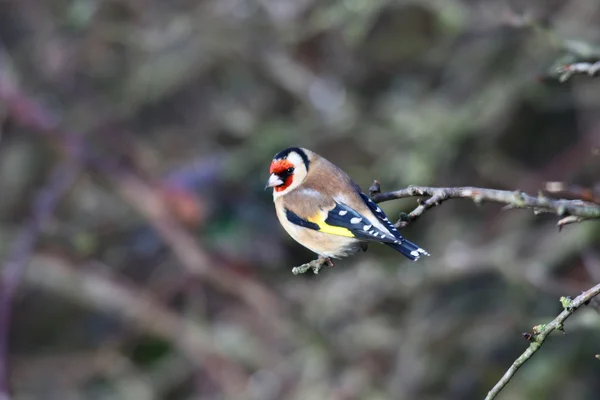Goldfinch på gren — Stockfoto