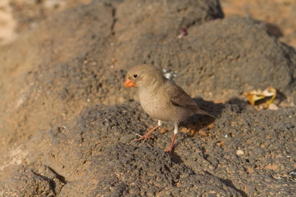 Trompetçi finch — Stok fotoğraf