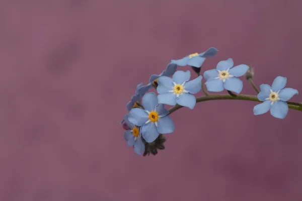 Förgätmigej wildflower — Stockfoto