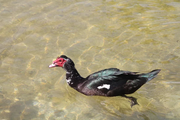 Pato moscovita — Foto de Stock