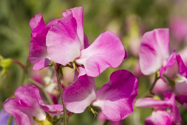 Sweet pea — Stock Photo, Image