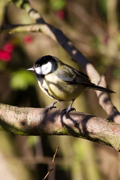 Sýkora koňadra (parus velké) — Stock fotografie