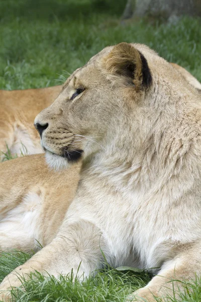 León descansando — Foto de Stock