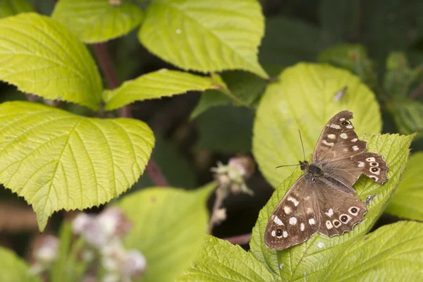 Speckled wood butterfly — Stock Photo, Image