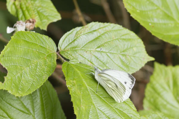 Mariposa blanca pequeña —  Fotos de Stock