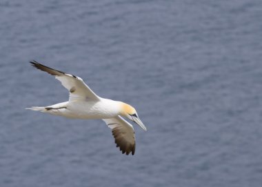 Gannet uçuş