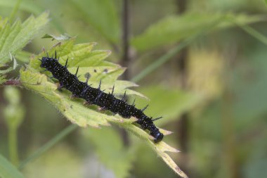 Caterpillar tavuskuşu kelebek