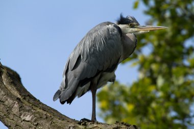 Gri Heron (Ardea cinerea)