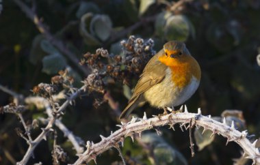 Robin (Erithacus rubecula)